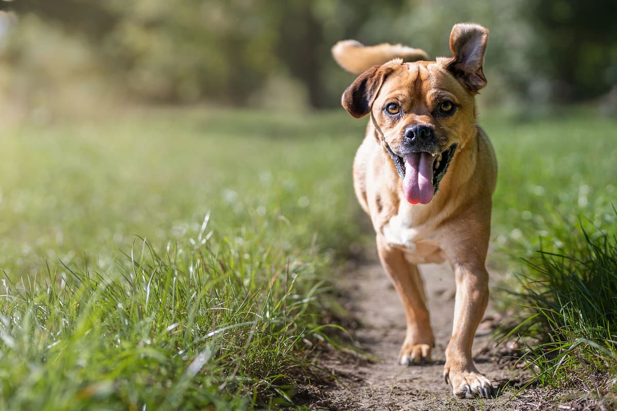 Austrian Shorthaired Pinscher playing