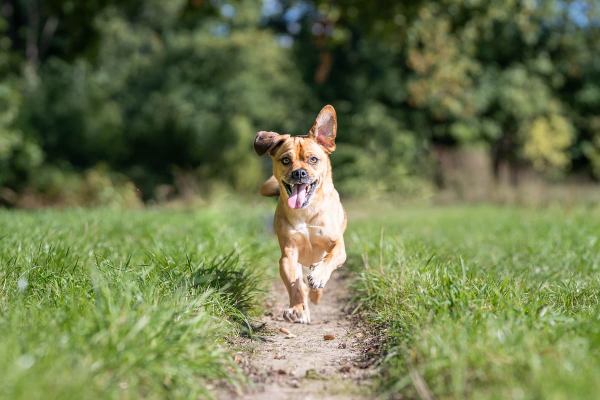 Austrian Shorthaired Pinscher
