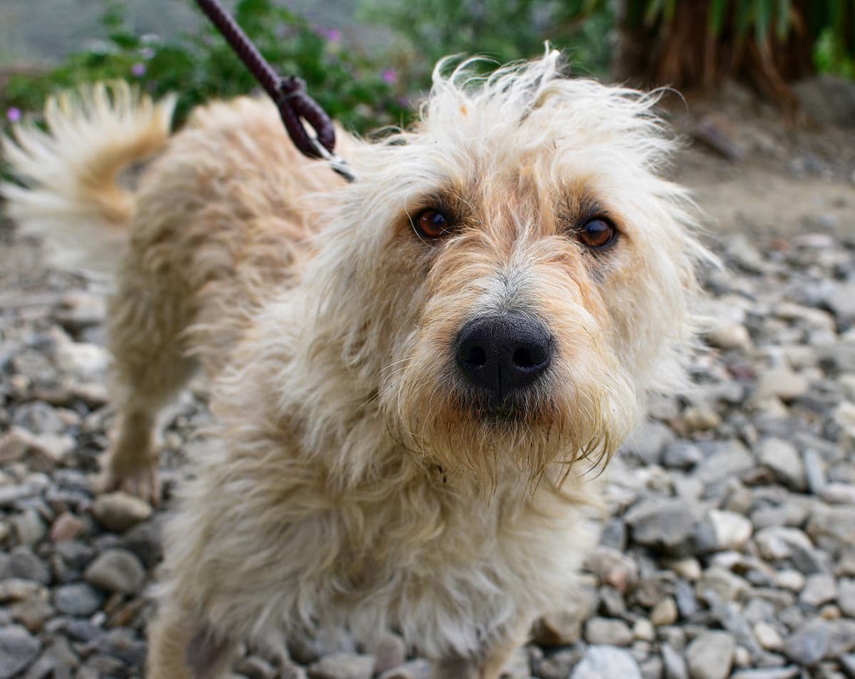 Otterhound