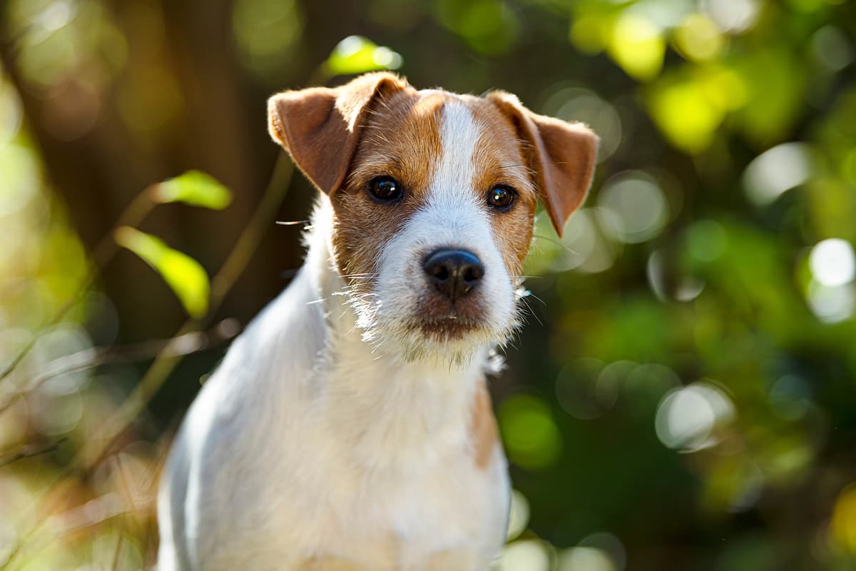 Parson Jack Russel Terrier