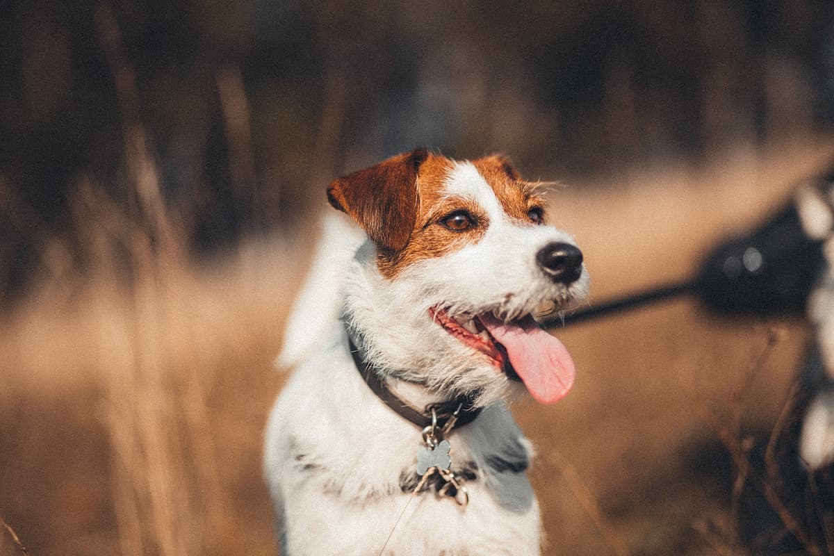 Parson Jack Russel Terrier with family