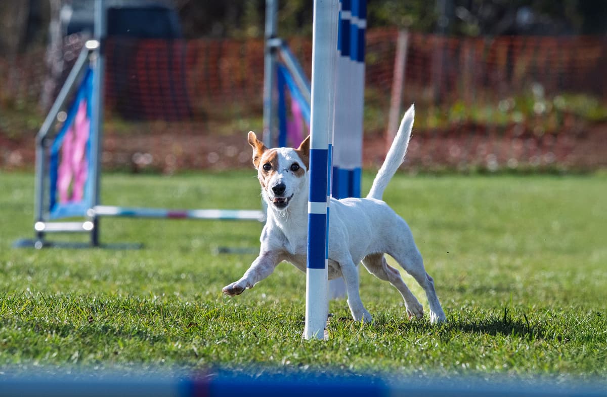 Patterdale Terrier