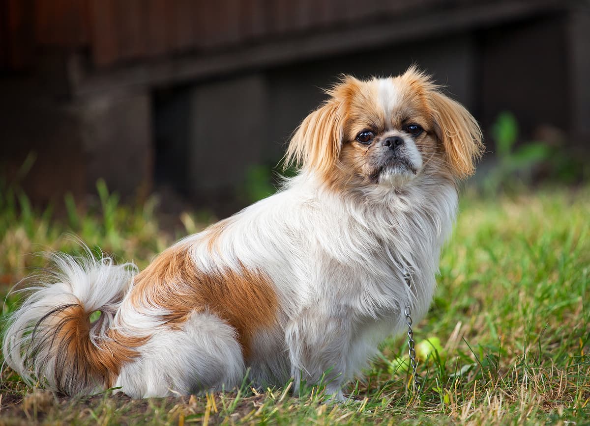 Pekingees playing