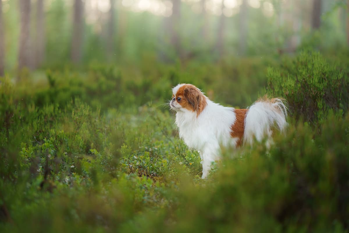 Pekingees