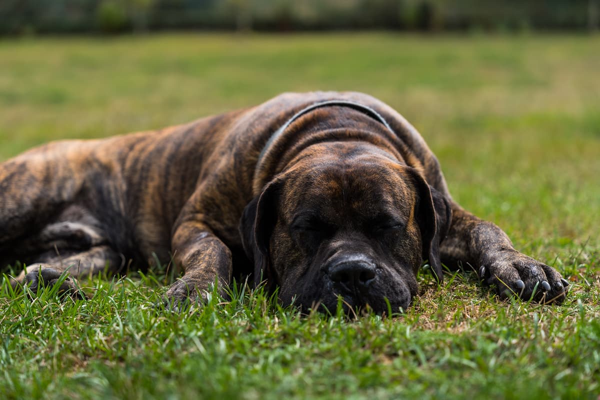 Canary Mastiff playing