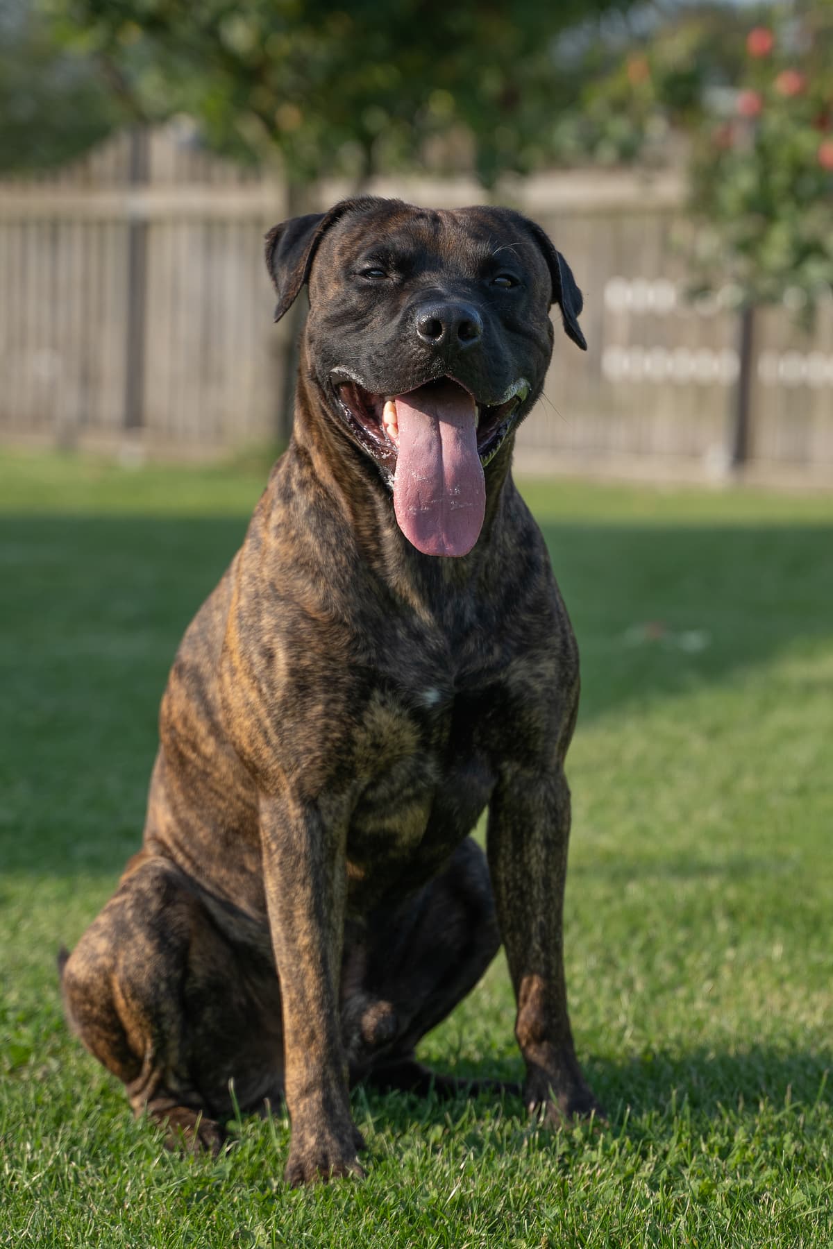 Canary Mastiff with family