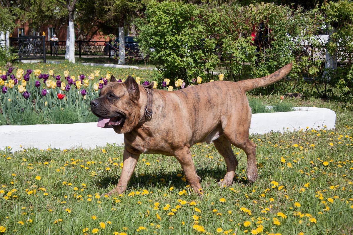 Canary Mastiff