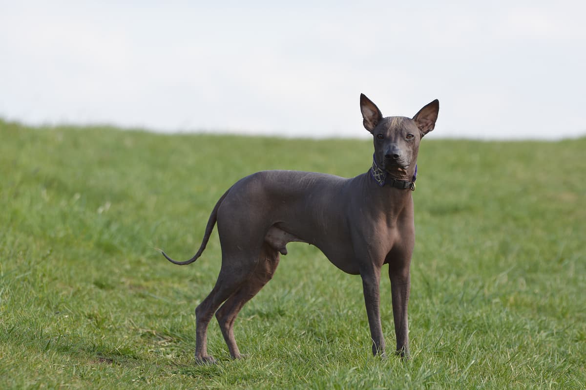 Peruvian Hairless Dog