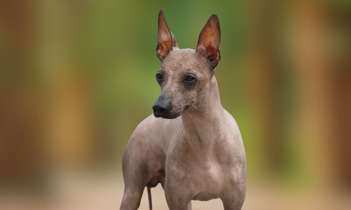 Peruvian Hairless Dog playing