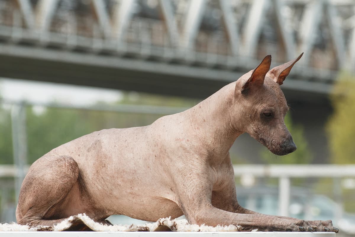 Peruvian Hairless Dog with family
