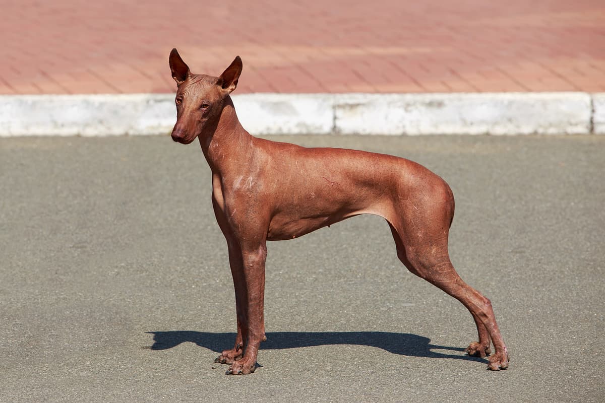 Peruvian Hairless Dog