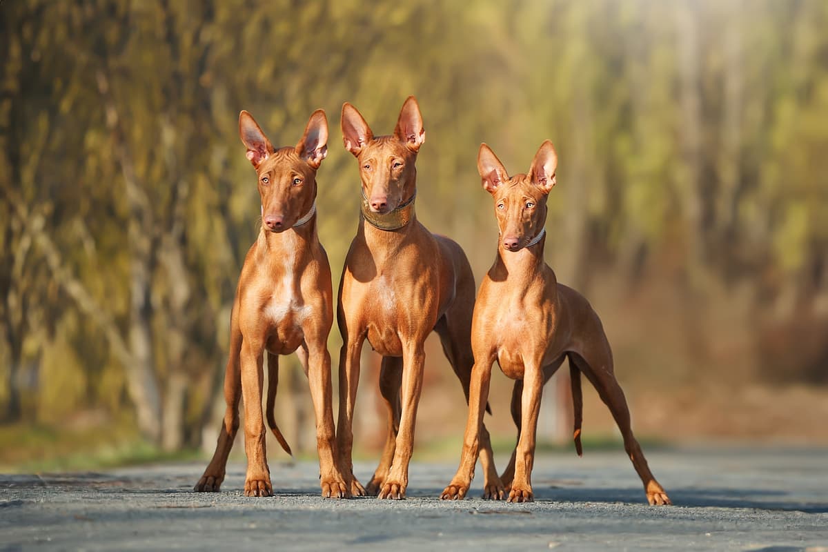 Pharaoh Hound