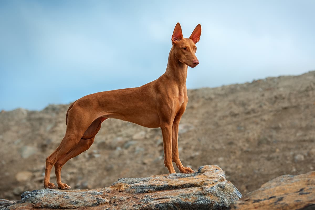 Pharaoh Hound with family