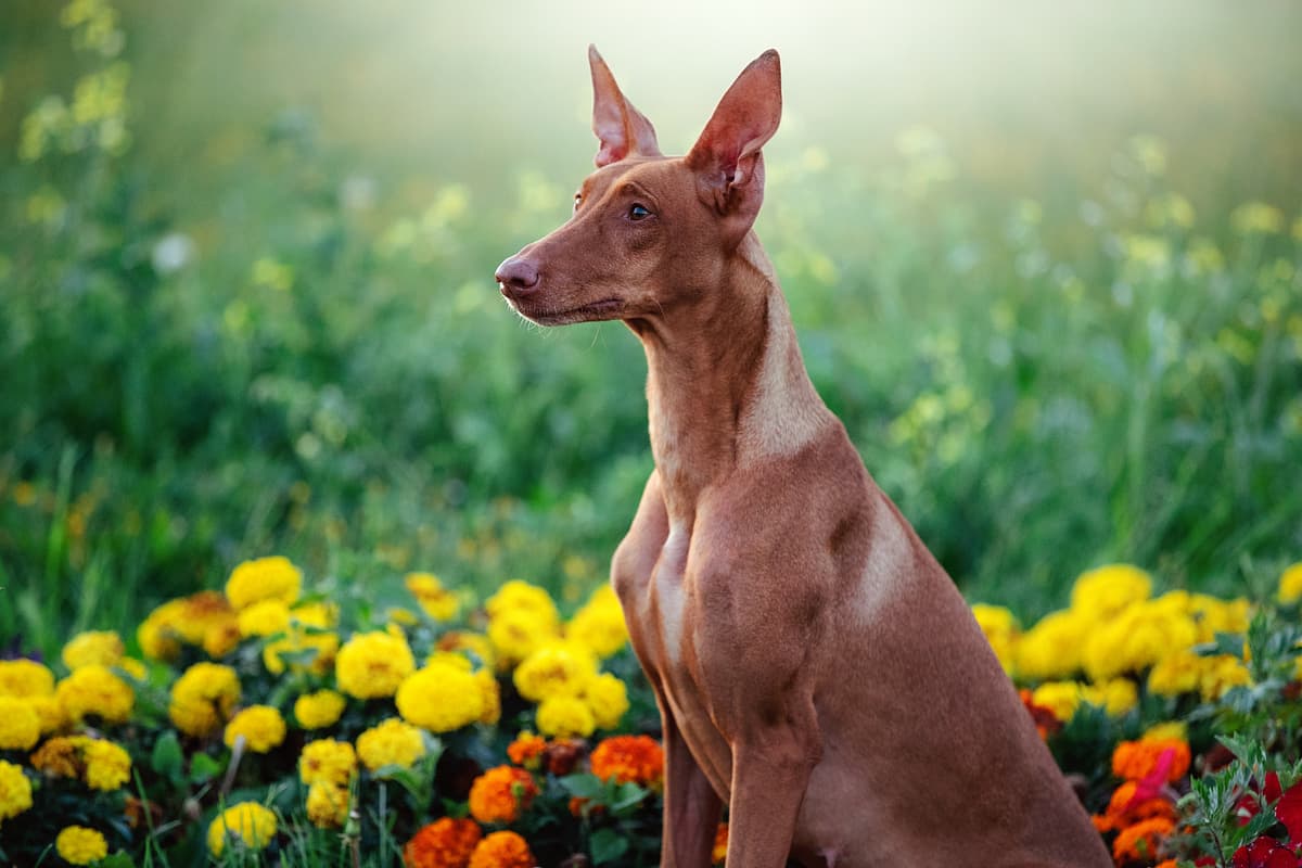 Pharaoh Hound
