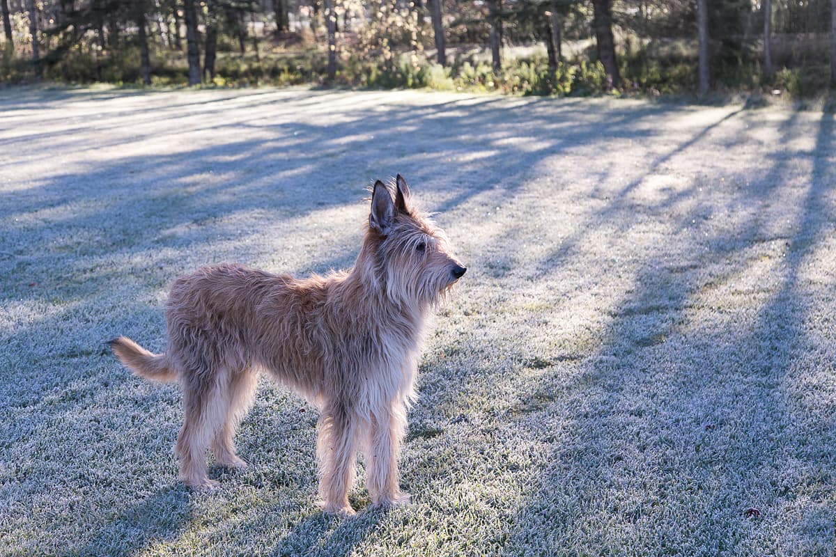 Picardische Herder playing