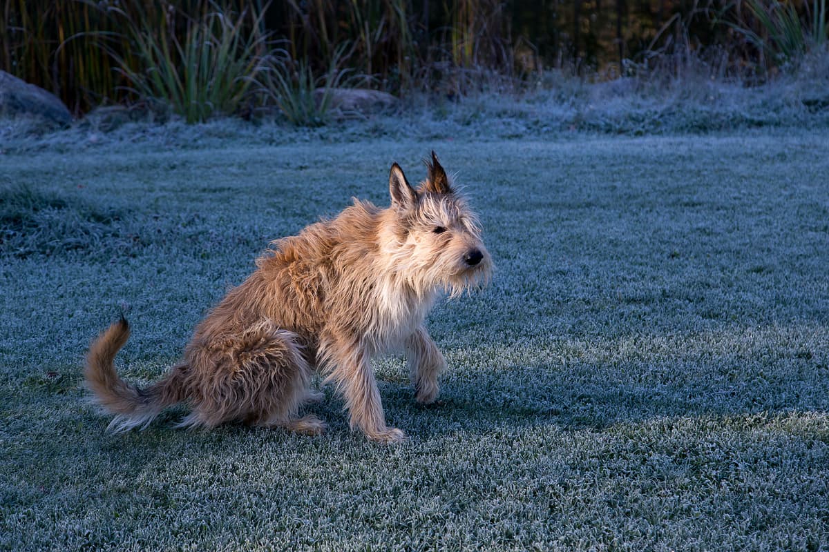 Picardische Herder