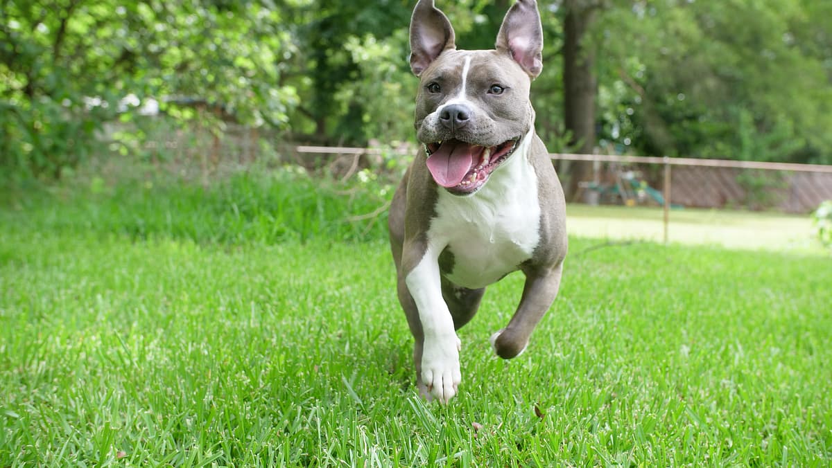 Pittbull Terrier