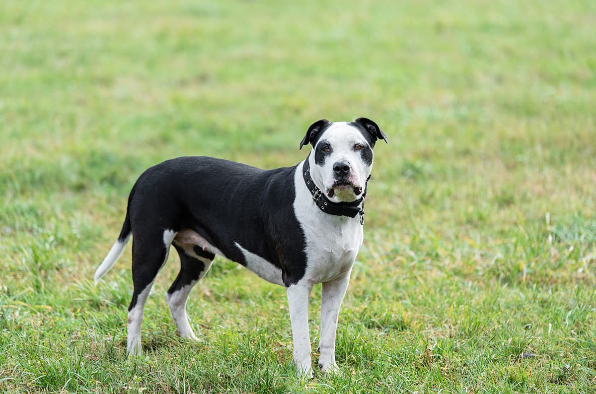 Pittbull Terrier