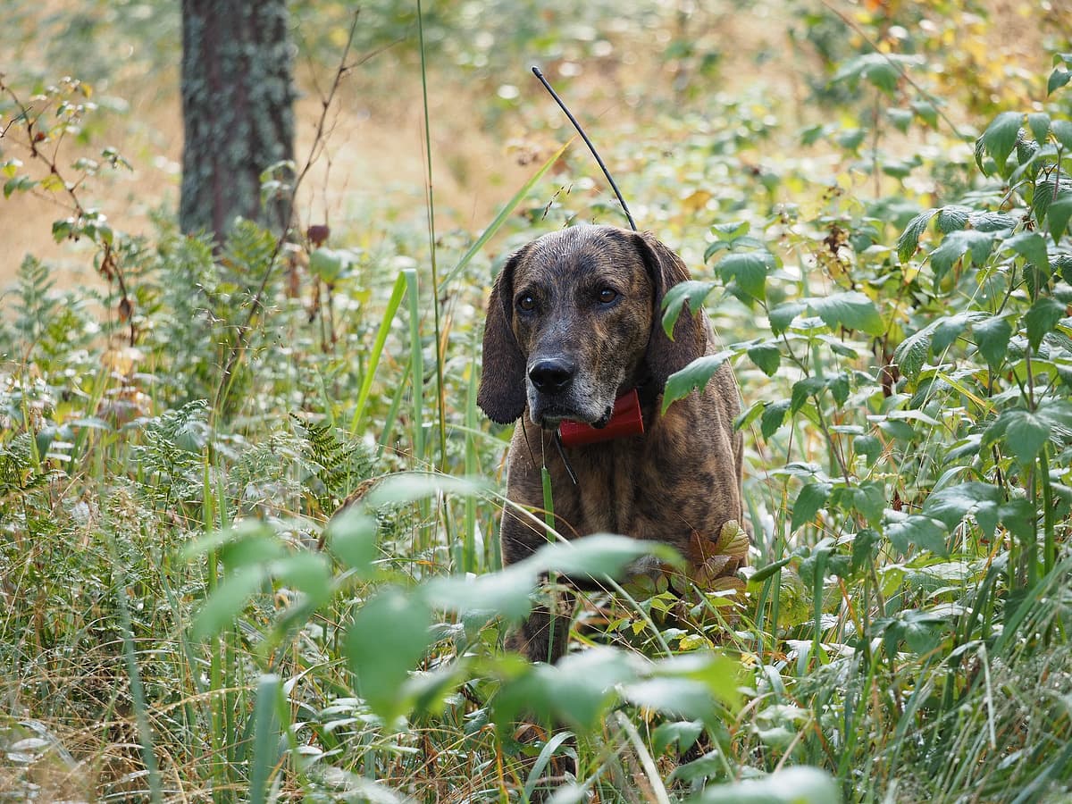 Plott Hound
