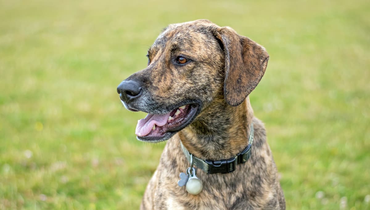 Plott Hound playing