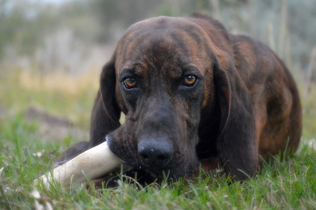 Plott Hound with family