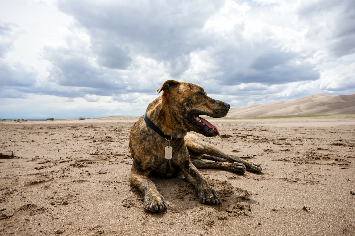 Plott Hound