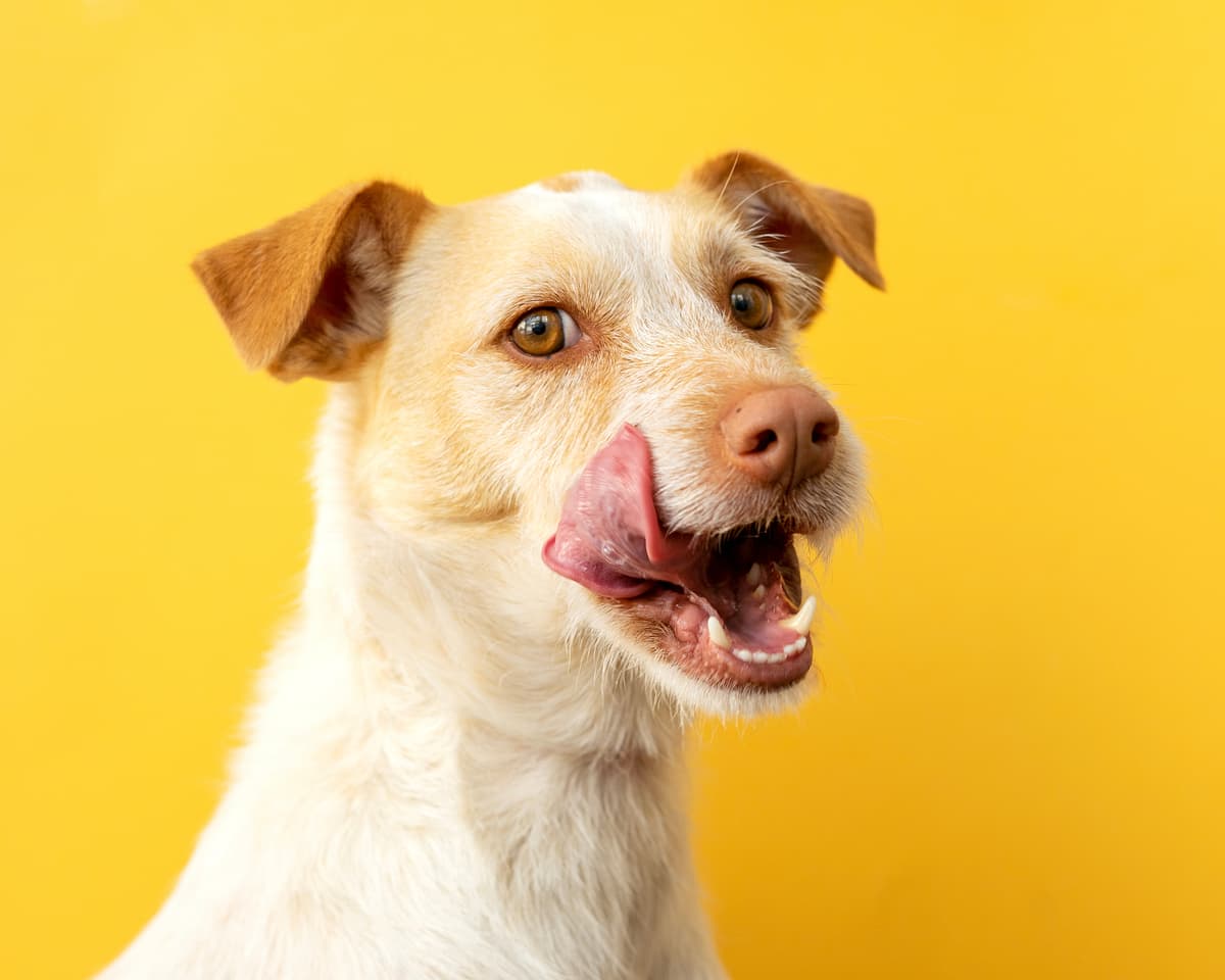Podenco