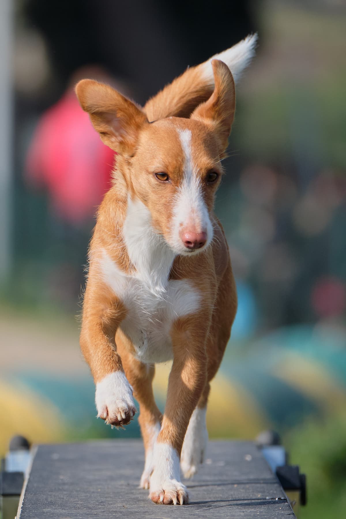 Podenco with family