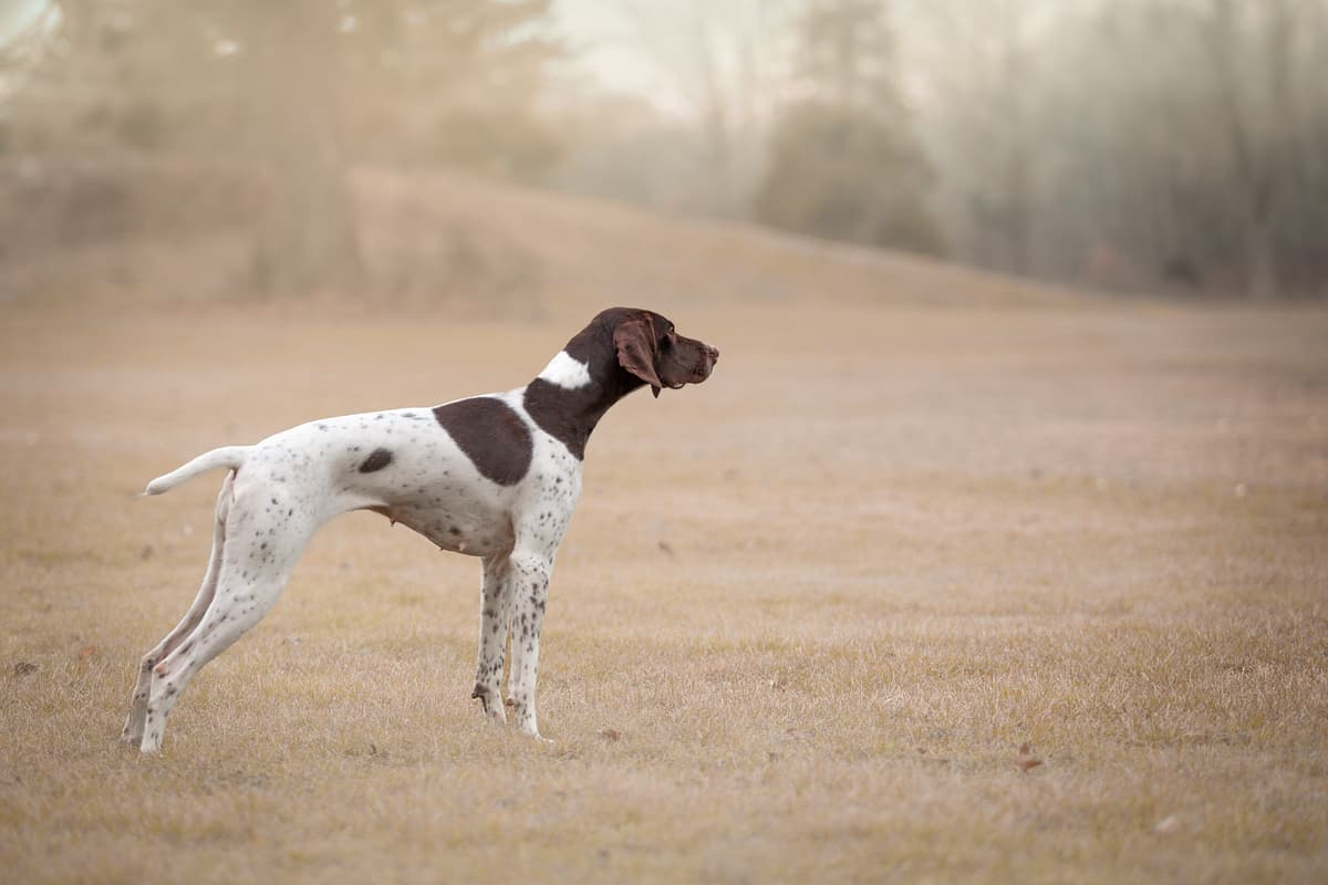 Pointer