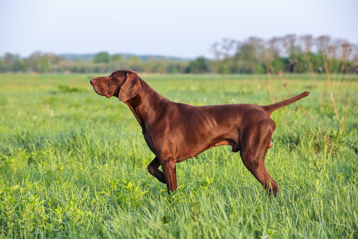 Pointer playing