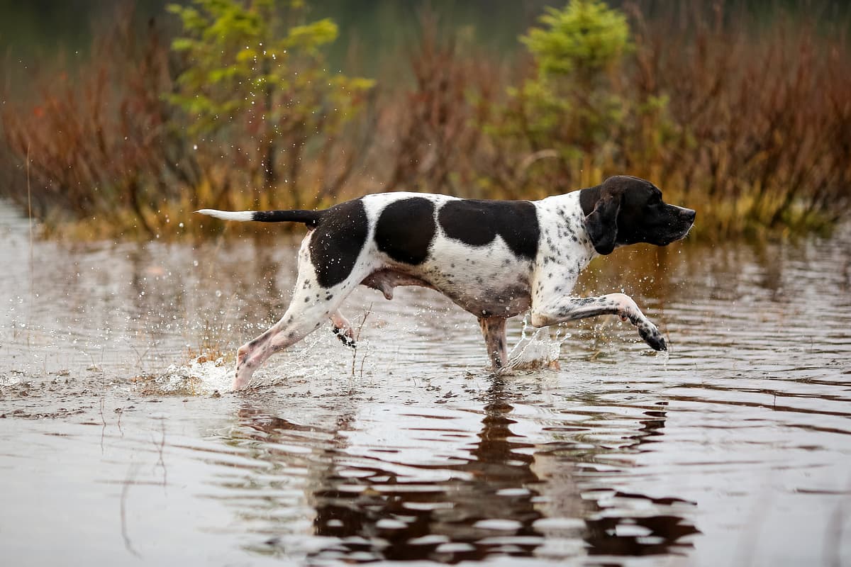 Pointer with family