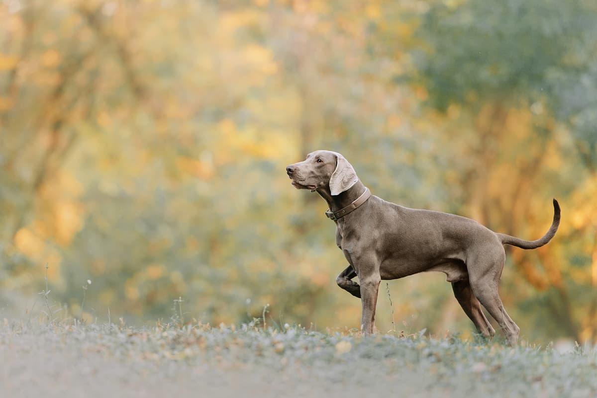Pointer