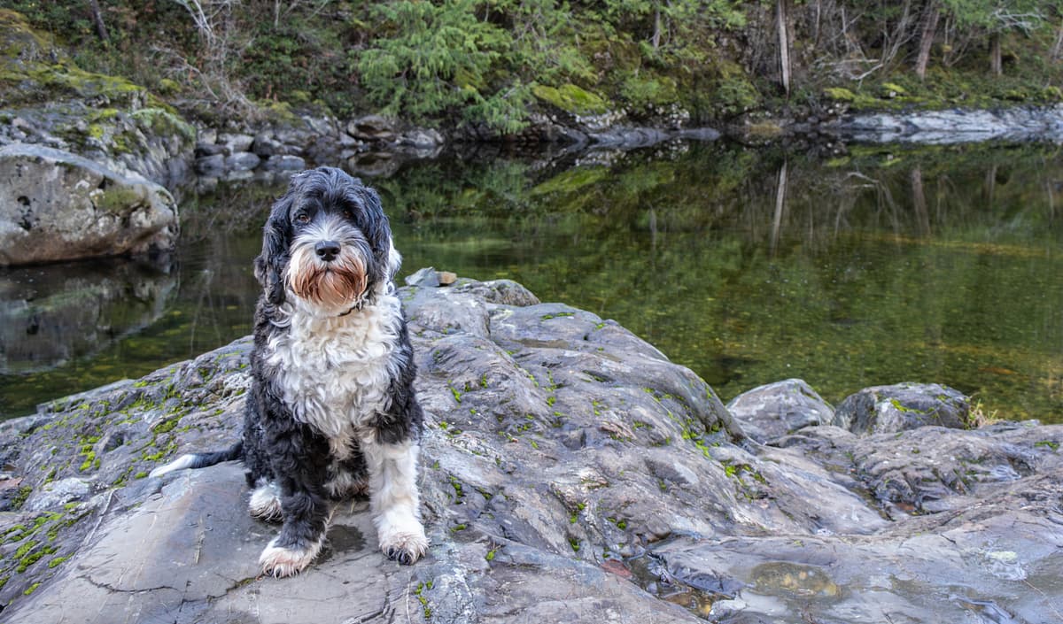 Portugese Waterhond (Cao de Agua)