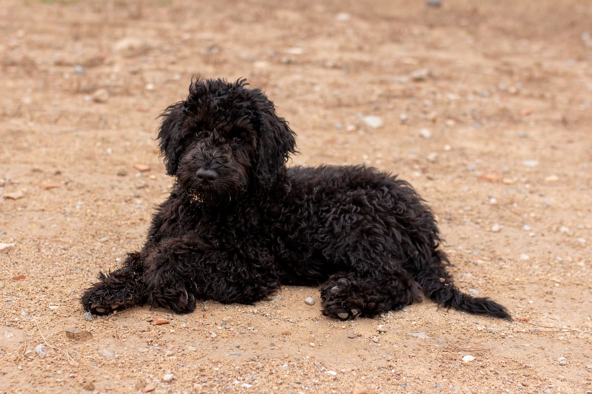 Portugese Waterhond (Cao de Agua) with family