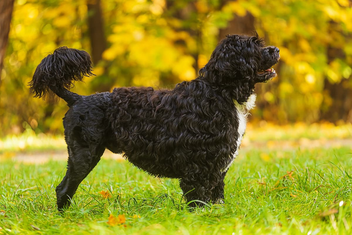 Portugese Waterhond (Cao de Agua)
