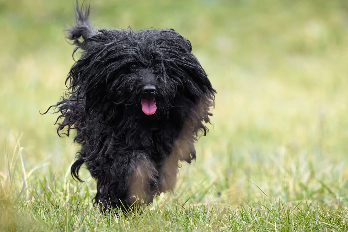 Puli
