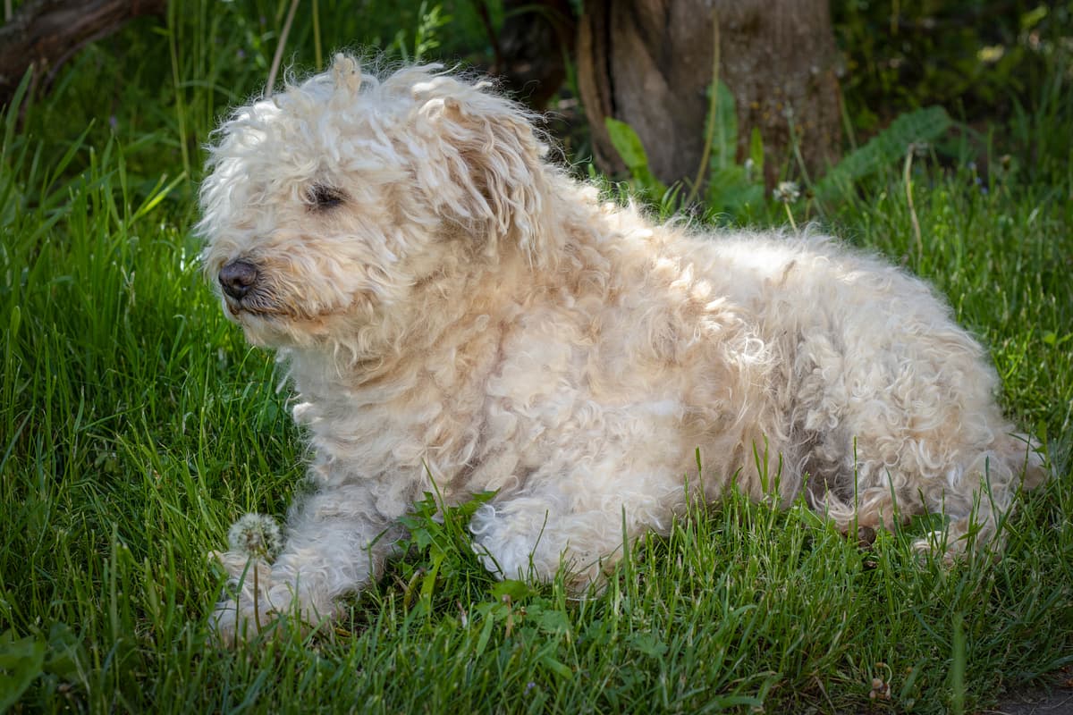 Puli