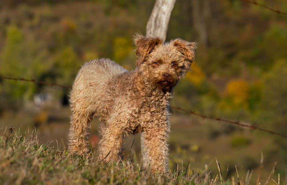 Pumi playing