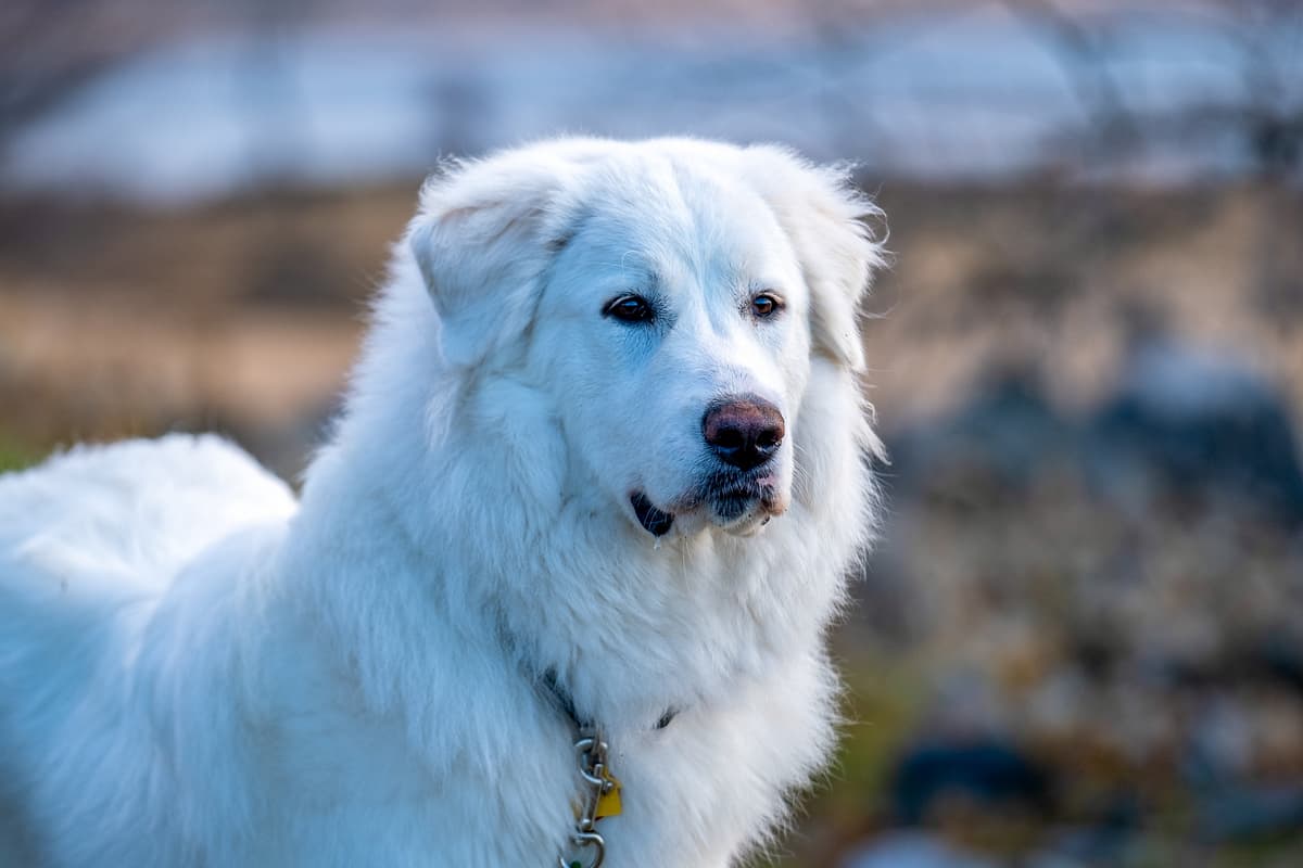 Pyreneese Berghond playing