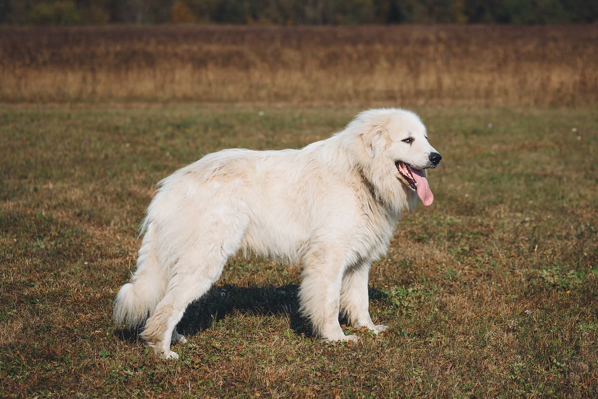 Pyreneese Berghond