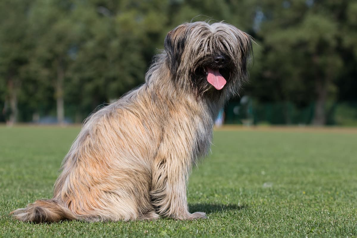 Pyreneese Herder