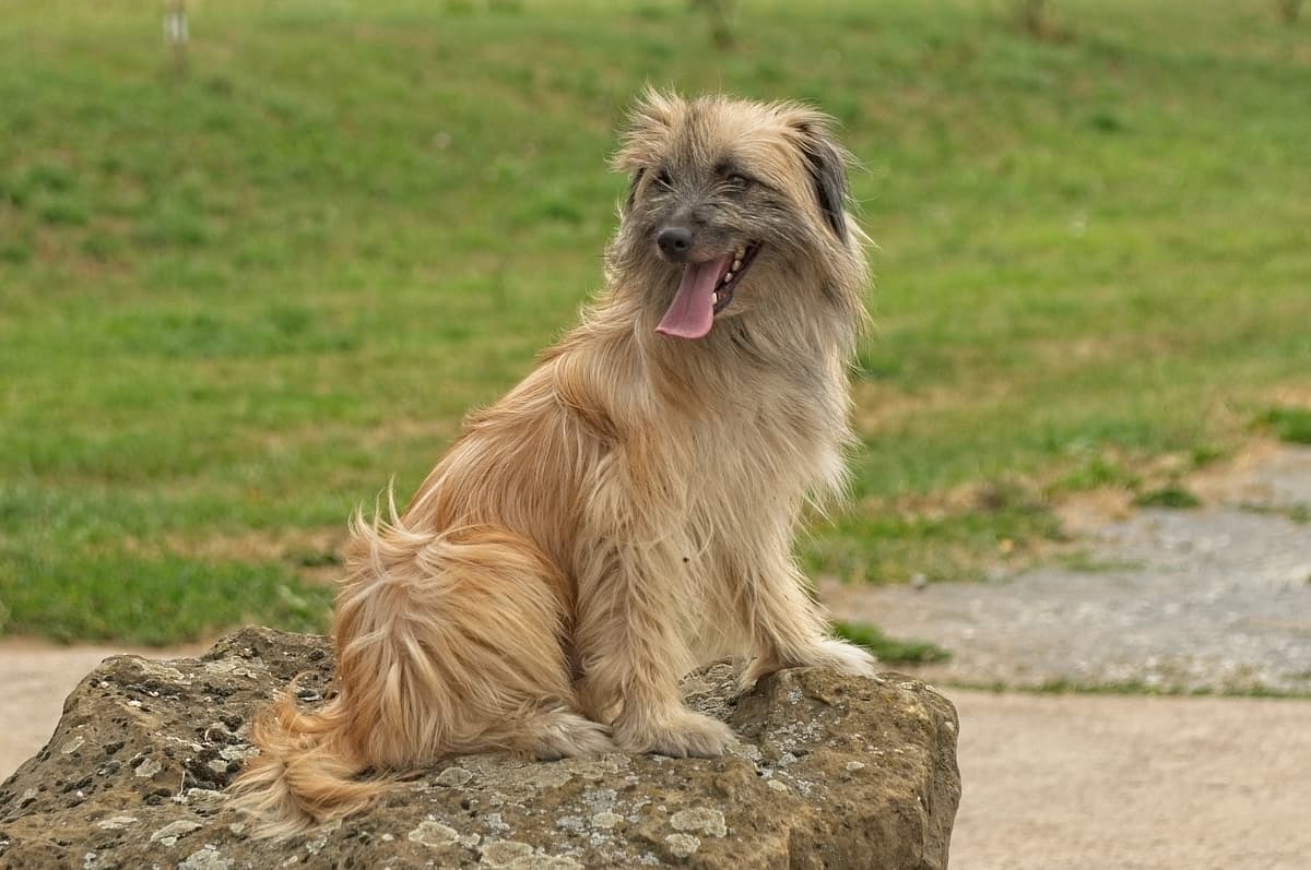 Pyreneese Herder playing