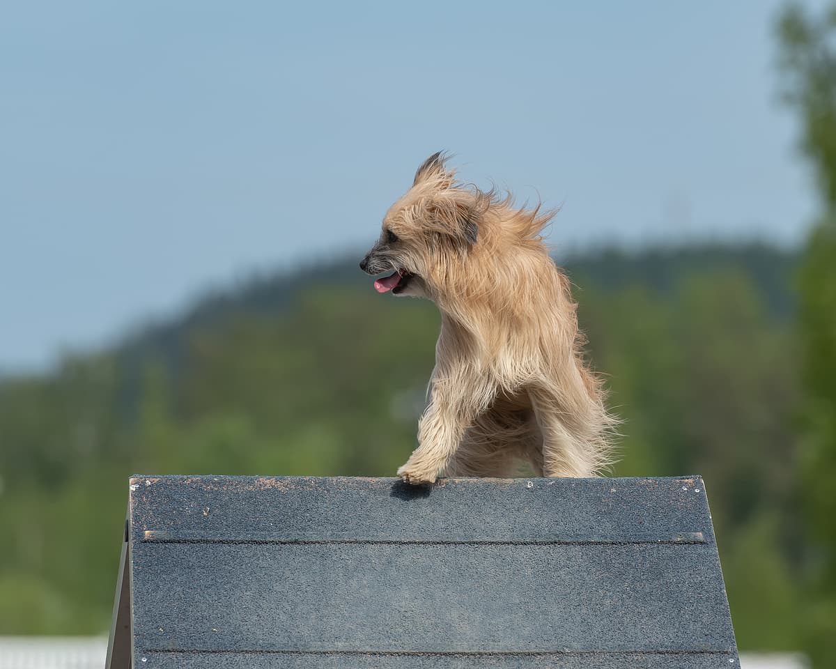 Pyreneese Herder