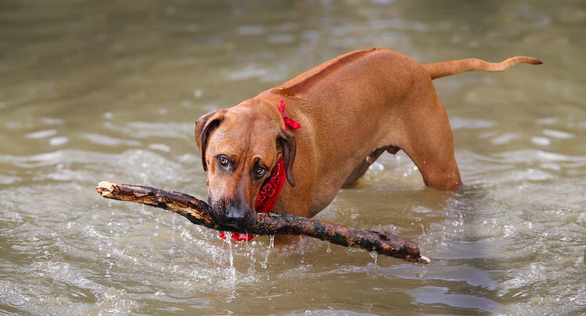 Rhodesian Ridgeback playing