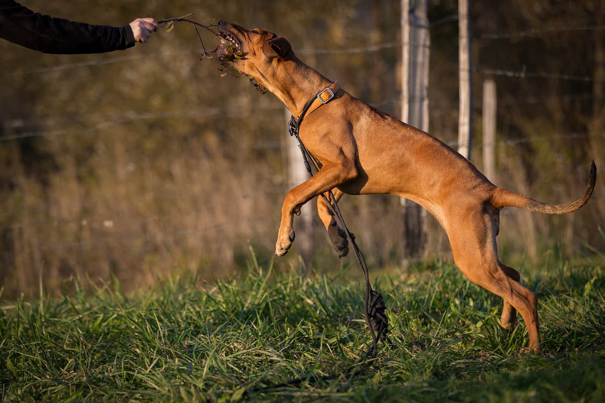 Rhodesian Ridgeback with family