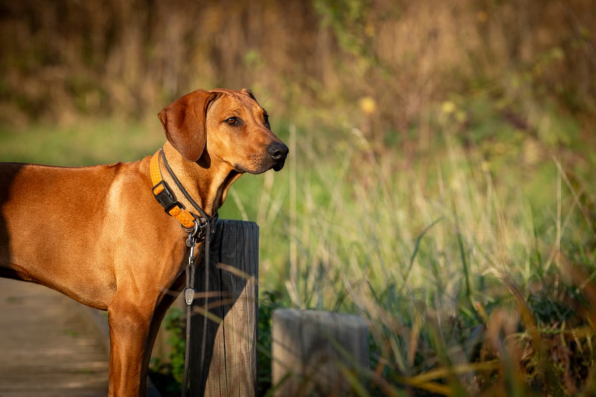 Rhodesian Ridgeback