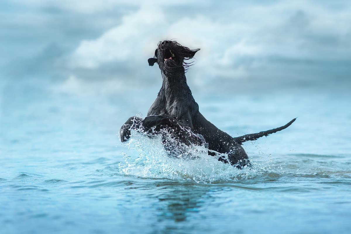Riesenschnauzer