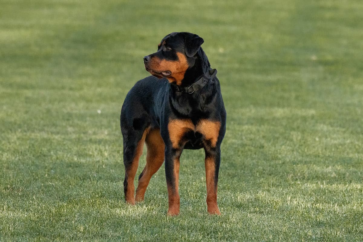 Rottweiler
