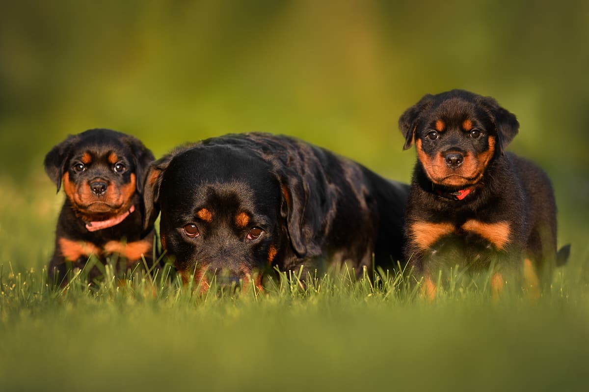 Rottweiler playing