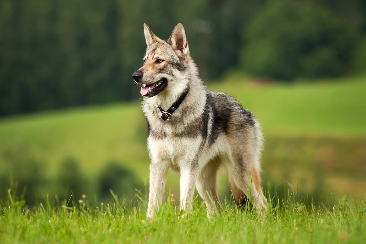 Saarlooswolfhond with family